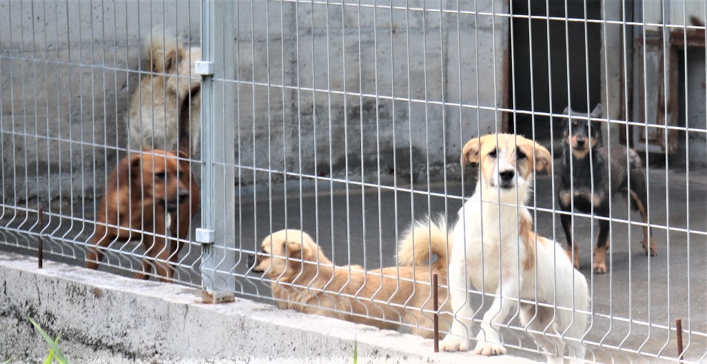 POČELO CIJEPLJENJE PASA Odgovor u psećoj putovnici