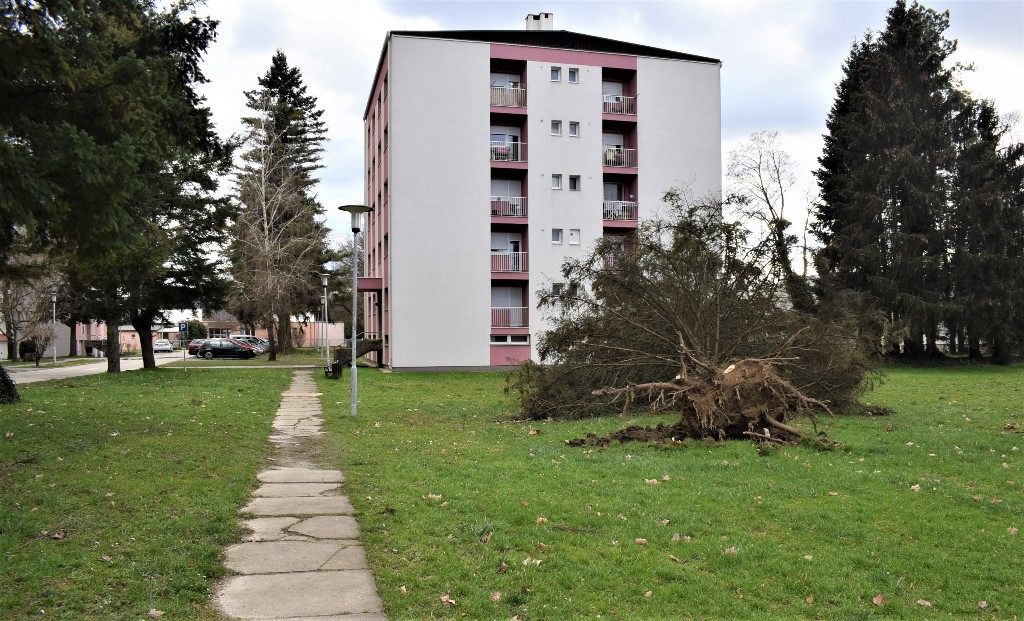 NEVOLJE S VJETROM Iščupan bor, dvije vatrogasne intervencije