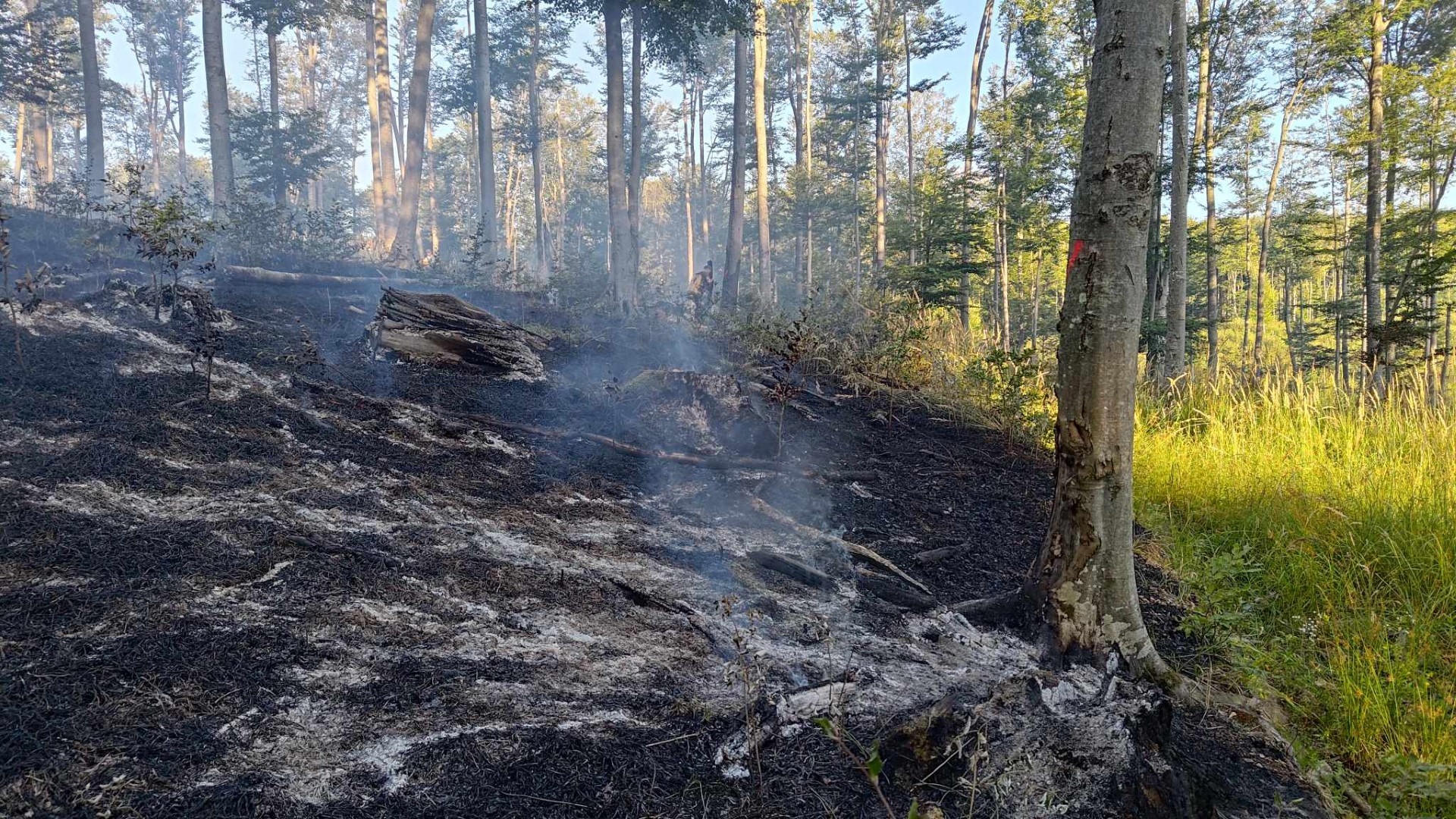 NOVA DVA POŽARA Iznova gorila šuma iznad pakračkih Cikota, vatra upravo sanirana