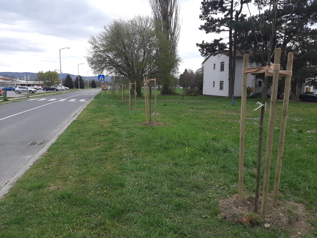 PROJEKT SADNJE STABALA Gradu Pakracu odobreno 26 tisuća eura